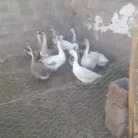 قوغاز