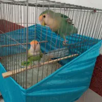 جفت طوطی برزیلی مولد با تخم قابل معاوضه