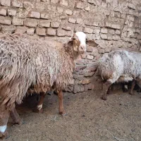 میش زاییده و بره نر|حیوانات مزرعه|بیرجند, |دیوار