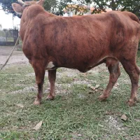 گاو چالوسی حامله فقیر3ماه حامله|حیوانات مزرعه|سنگر, |دیوار