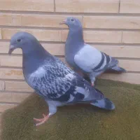 جوجه پلاکی مسافتی