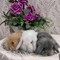 خرگوش مینیاتوری‌مینی لوپ بااصالت.اصفهان‌خ‌کاوه.ک۶