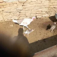 بوقلمون‌ ماده|حیوانات مزرعه|قوچان, |دیوار