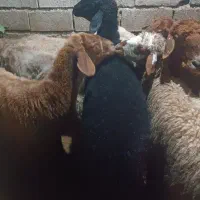 گوسفند .6راس میش جوان ابستن دو راس وره مار