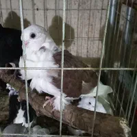 کبوتر زینتی چاینیز|پرنده|تهران, اکباتان|دیوار