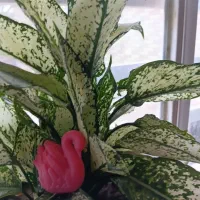 (قو تنها پرنده هست که عاشق میشود و وفادارمیماند)|صنایع دستی و سایر لوازم تزئینی|کرمان, |دیوار