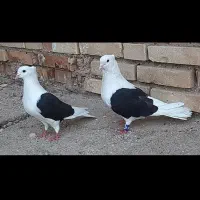 دوکت سیاه