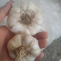 فروش سیر|خوردنی و آشامیدنی|زرین دشت (همدان), |دیوار