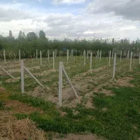 باغ-انگور-جاده-سرو-حاجی-آباد