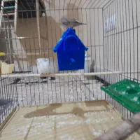 فنچ نروماده