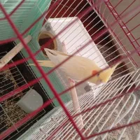 عروس هلندی ماده