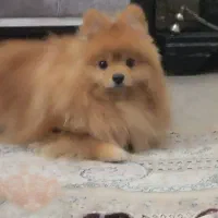 سگ گمشده  پامرانین|حیوانات|قزوین, |دیوار