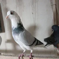 کبوتر غریبگیری