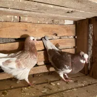 یه جفت کبوتر ابلاغ|پرنده|میاندوآب, |دیوار