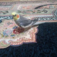 عروس هلندی سخنگو|پرنده|کیاشهر, |دیوار