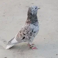 کفتر بوم