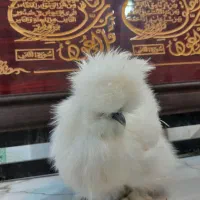 جوجه ابریشمی