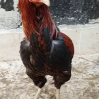 مرغ خروس|حیوانات مزرعه|کردکوی, |دیوار