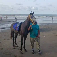 اسب ترکمن|اسب و تجهیزات اسب‌سواری|رشت, حومه رشت|دیوار