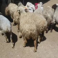 گوسفند زند.بره.نذری.عقیقه
