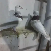 ی جفت طوقی قرمز