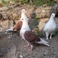 کبوتر تکپر|پرنده|کلاله, |دیوار