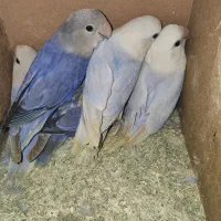 طوطی برزیلی اوپال|پرنده|دزفول, |دیوار