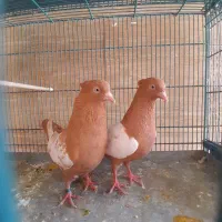 سینه زرد ،پلاکی