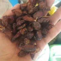 کشمش افتابی