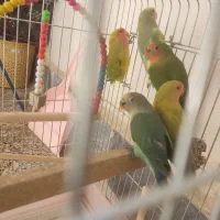 طوطی برزیلی زیبا