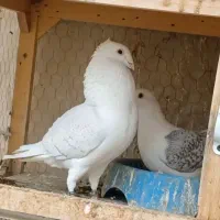 کبوتر معاوضه وفروش متن خونده شه