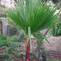 نخل پالم و رز رونده|گل و گیاه طبیعی|شیراز, شهرک امیر کبیر|دیوار