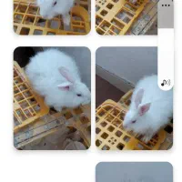 خرگوش سفید خوشکل