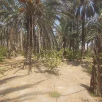 نیروی کار ساده و پر انرژی