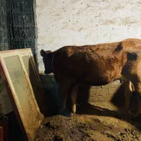 گاو|حیوانات مزرعه|پیرانشهر, |دیوار