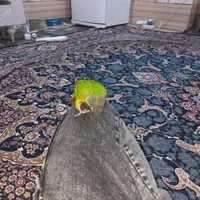 طوطی گرینچیک|پرنده|میناب, |دیوار