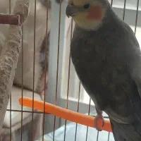 عروس هلندی حر‌ف زن