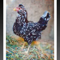 مرغ و خروس گلین لری