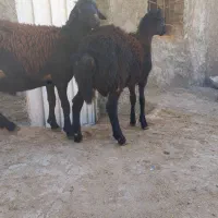 بره نر قزل جنس درجه یک