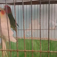 برزیلی کوتوله.عروس هلندی|پرنده|گالیکش, |دیوار