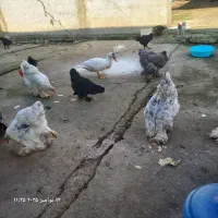 مرغ وخروس برهما