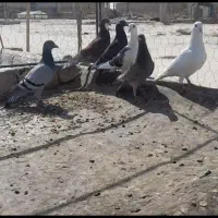 انگشتر طلا کبوتر