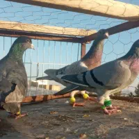 کفتر|پرنده|تربتحیدریه, شهرک ولیعصر|دیوار