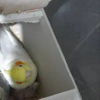 عروس هلندی مولد با جوجه