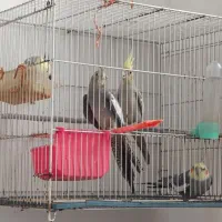 عروس هلندی
