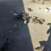 مرغ تخم گذار