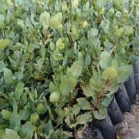 نهال پسته|گل و گیاه طبیعی|خواف, |دیوار