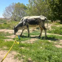 گاو فروشی دوماه آبستن