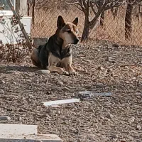 سگ گرگی وتوله