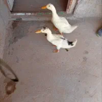اردک